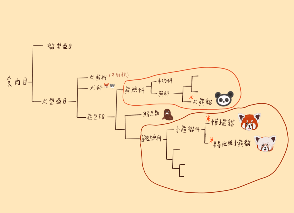 大小熊貓的進化關係圖解--SeaYouBlog bio小教室